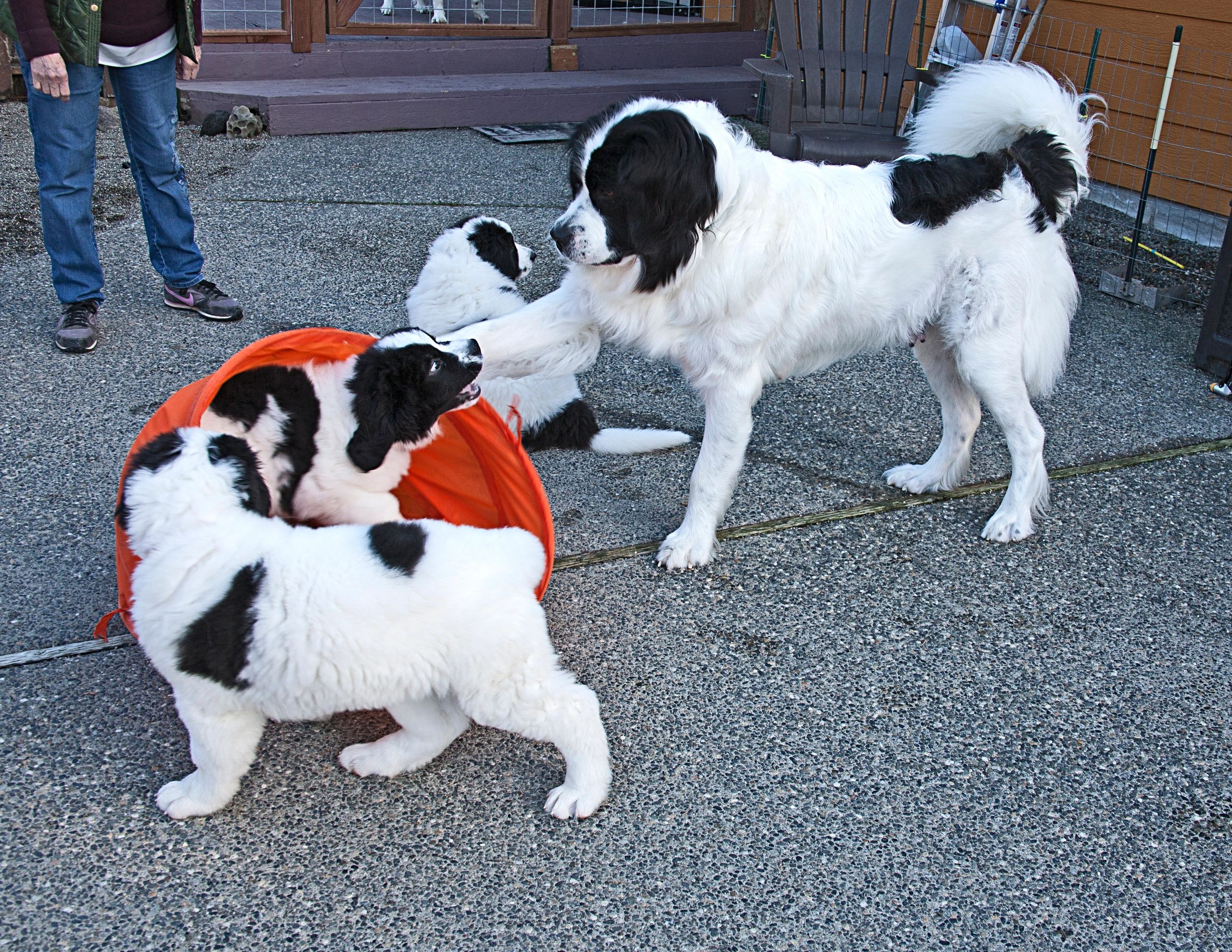 Neah playing with her first litter. She is such a good attentative mother